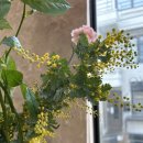 DSLR 취미반 | [플라워클라스_1/4회] 연희동 플로레스데마요 취미반 후기