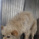 왕궁동물병원 이미지