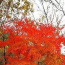 비채야영장 이미지