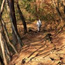 천년나무7 A 이미지