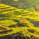 이색 풍경에 눈이 휘둥그레" 벚꽃·유채꽃 뒤덮인 봄꽃 명소 이미지