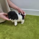 댕스마일 이미지