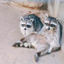 옥계쌍둥이동물농장 이미지