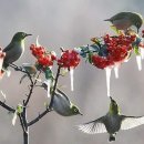 Whiteeyes and frozen red berries 이미지