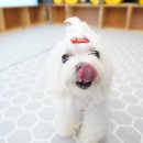 퍼피스프링 | 퍼피스프링 일산점 후기, 명예훼손으로 고소 받았습니다.