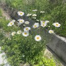 금병공원(우측) | 진영 금병산(271m) : 가볍게 등산 후 영국수 먹으러 가기
