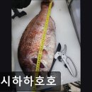 호호스시 | [의정부 일식당] 스시하하호호 스시하하호호, 신선한 숙성회