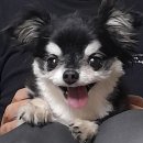 참맛한식 네이버블로그
