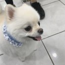 BOB 애견용품 아울렛 이미지