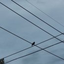 지에스(GS)25강화한옥 이미지