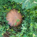 (판매 완료) 자연 재배한 맷돌 호박 이미지