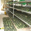 비둘기농장 이미지