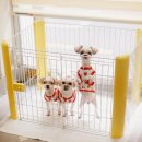 리꼬리꼬펫살롱 이미지