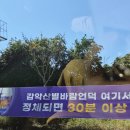 보랏빛향기 | [거창] 감악산 별바람언덕의 아스타국화 보랏빛향기 아쉬웠던 축제기간