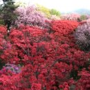 완산-80 이미지