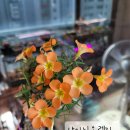 고급종 사랑초 구근(페일야엘, 샤이문, 크렌베리, 캔디박스스트로베리외) 이미지
