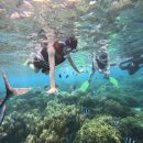 의성학하고택 | 괌 태교여행 ② : 괌 맛집 &amp; 쇼핑 &amp; 피쉬아이 스노클링 &amp; 별빛투어 솔직후기