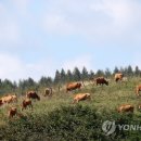 남동아목장 네이버블로그