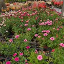 울산한우회 영농조합법인 | 부산 기장 미래화훼단지 봄맞이 꽃모종 쇼핑후기