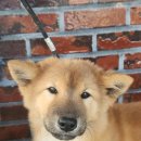 달구벌진도 이미지