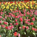 피지월드(주) | 주말 에버랜드] 봄 향기 가득한 튤립축제&로스트 밸리,판다월드 후기!!ఇ