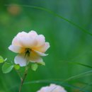 곡성-265 | 2025 전국 장미축제 일정 모음 총정리