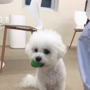 헤이도그 | 청주 루프탑 애견카페 ㅣ 오창 카페헤이도그 ㅣ 강아지호텔링과 데이케어 가능한 신상애카