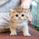 광주강아지분양 고양이분양 미유펫 본점 이미지