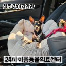 이음병원 | [청주 동물병원] 강아지안과 24시 이음동물의료센터 진료 후기