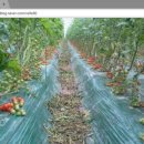 양화축산 이미지