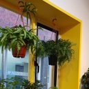 시골통돼지볶음&돈까스 이미지