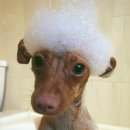 샴푸하는 강아지 이미지