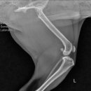 척척 동물의료센터 이미지