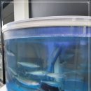 고등어다찌 이미지