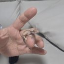 송현동 강아지 | 대구 달서구 송현동 도마뱀 분양 크레아트 내돈내산후기