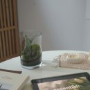 테라리움A 이미지