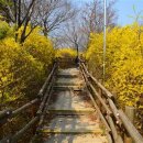 3월28일(목) 응봉산 개나리꽃 나들이 이미지