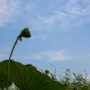 갈대습지공원 이미지