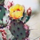 black pear 이미지