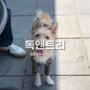 독앤트리 이미지