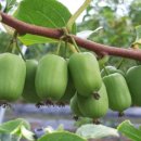 다래농장2 이미지