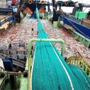 동해-단속-46 이미지