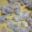 봉산초교(앞) 이미지