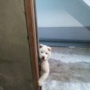 산골닭갈비 이미지