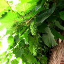 자연 + 인간 + 이미지