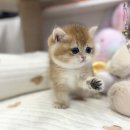 카타리나헤어 이미지