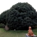 구례향기 이미지