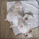 펫스티발 이미지