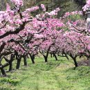 복사꽃 필 무렵... 영덕 이미지