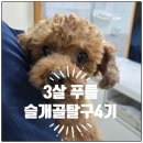 운정힐링동물병원 | [운정힐링동물병원] 3살 푸들 슬개골 탈구 Grade 4 수술 후기